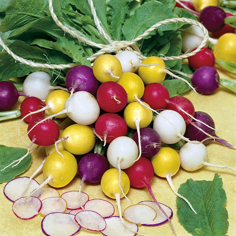 Hạt Giống Củ Cải Trứng Tròn Mix Nhiều Màu