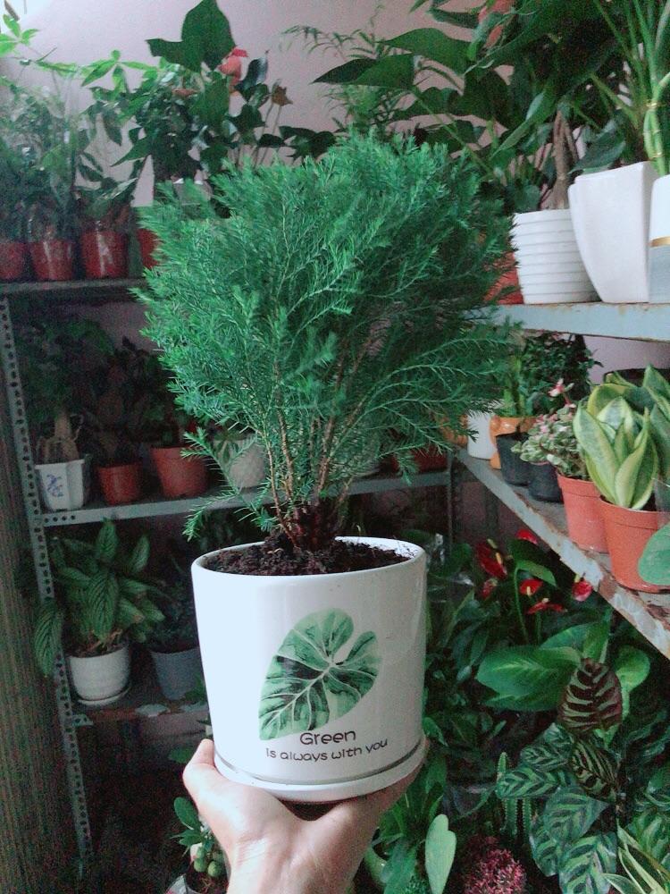 Chậu Cây Tùng Bồng Lai