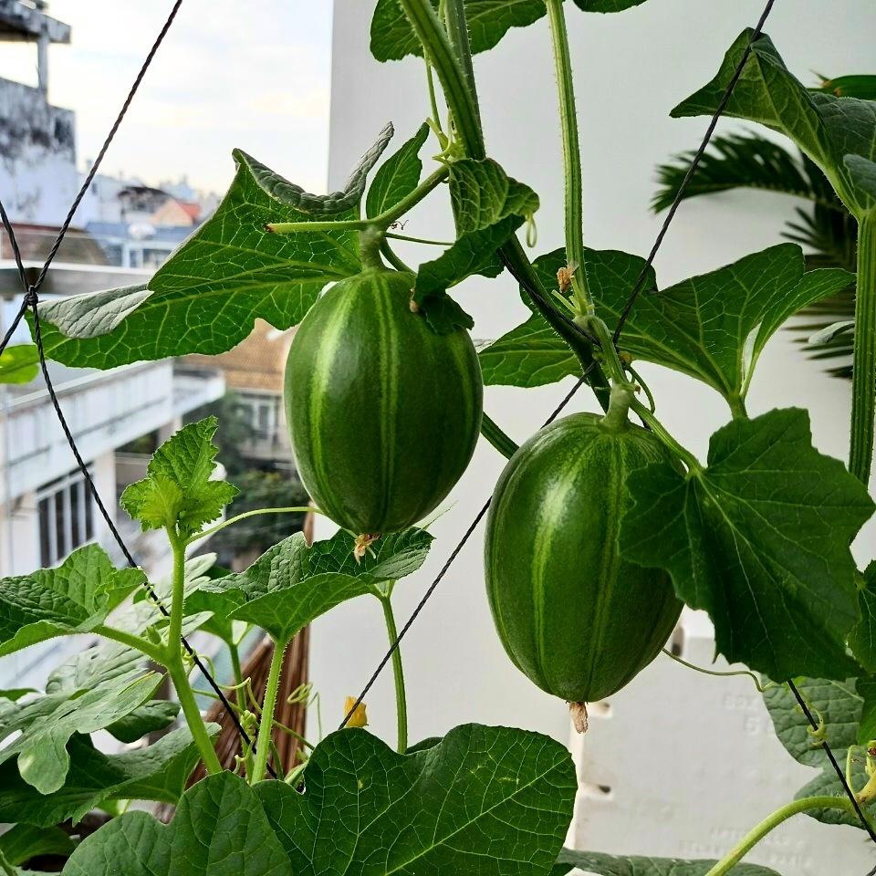 Hạt giống Dưa Lê Hàn Quốc gói 5 hạt