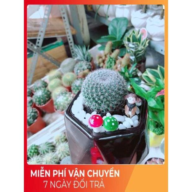 Chậu Xương Rồng