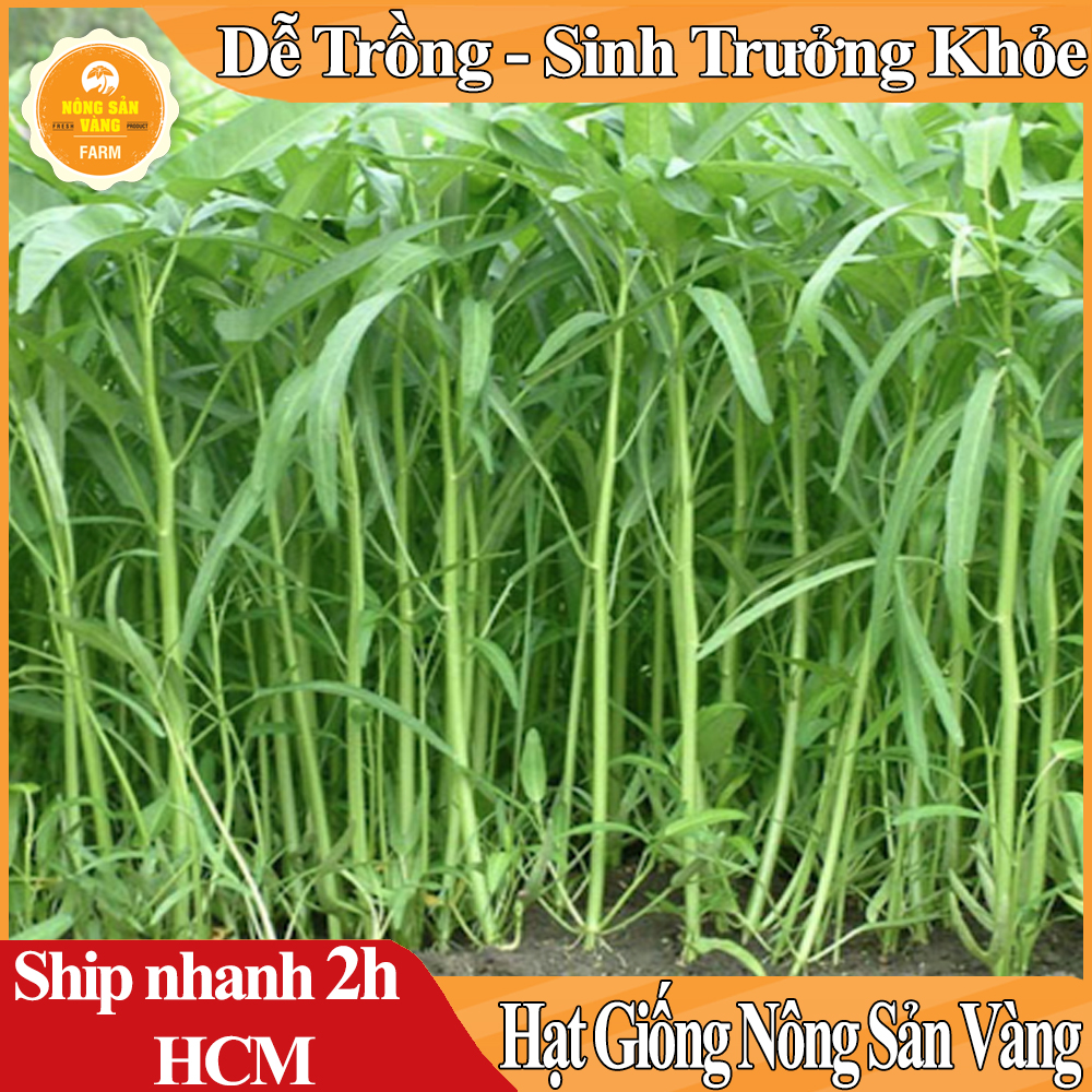 Hạt giống Rau Mầm Rau Muống Dễ Trồng Dễ Chăm Sóc, Công Dụng Thanh Nhiệt Rất Tốt Cho Sức Khỏe - Nông Sản Vàng