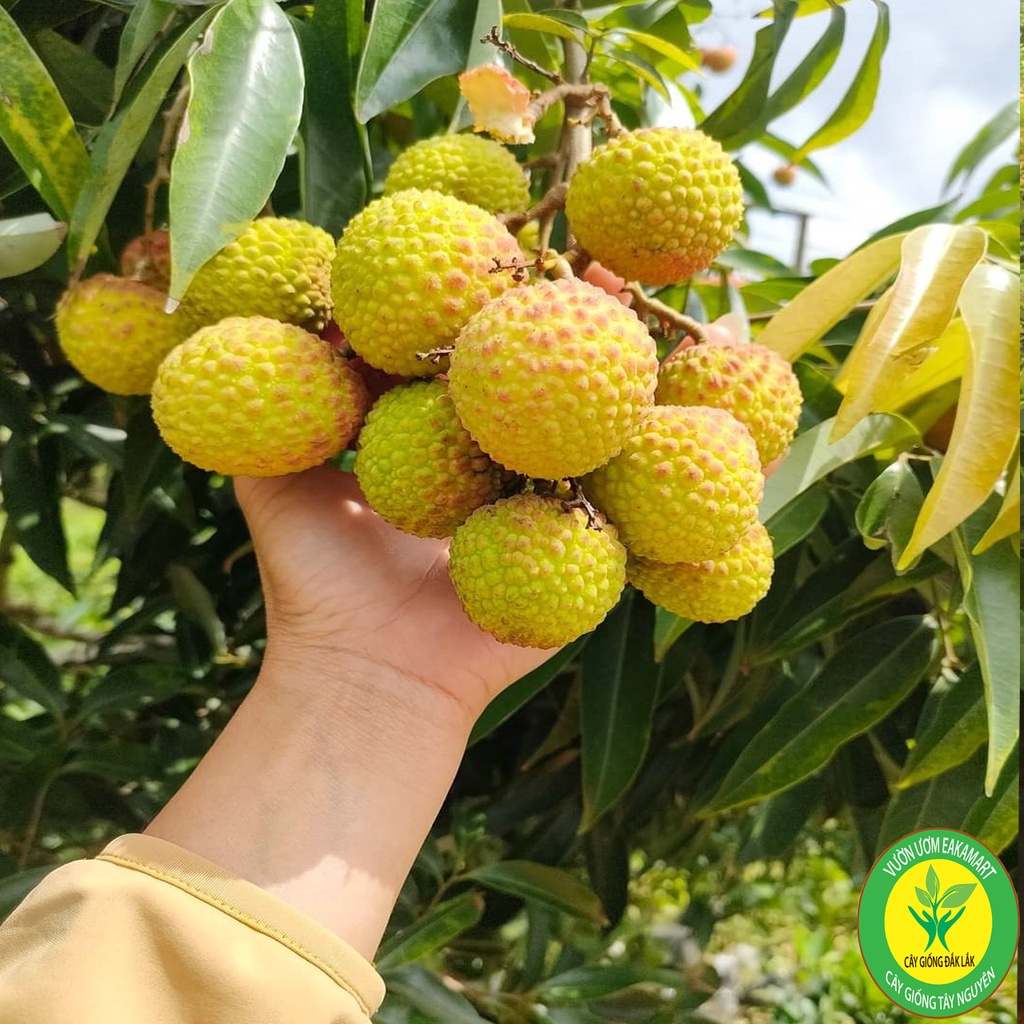 Cây giống vải thiều