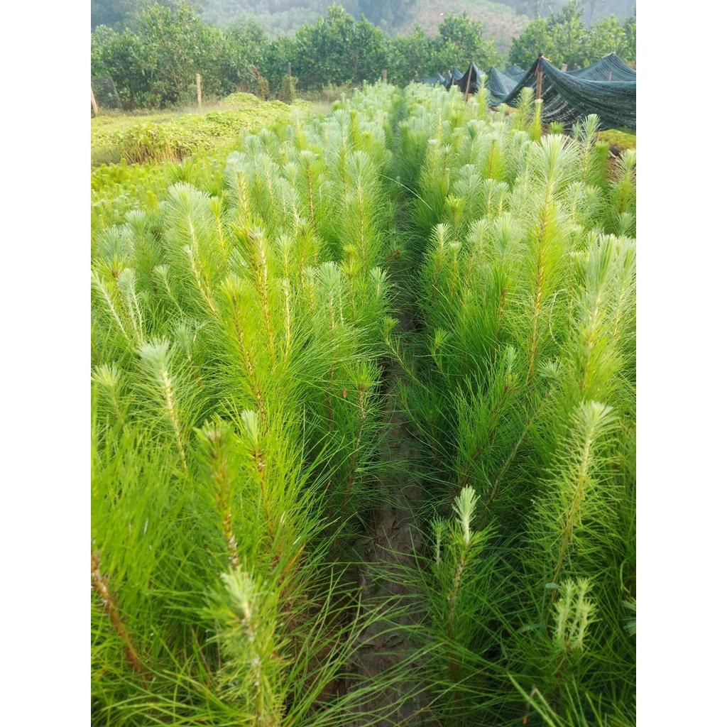 50gram hạt giống thông caribe