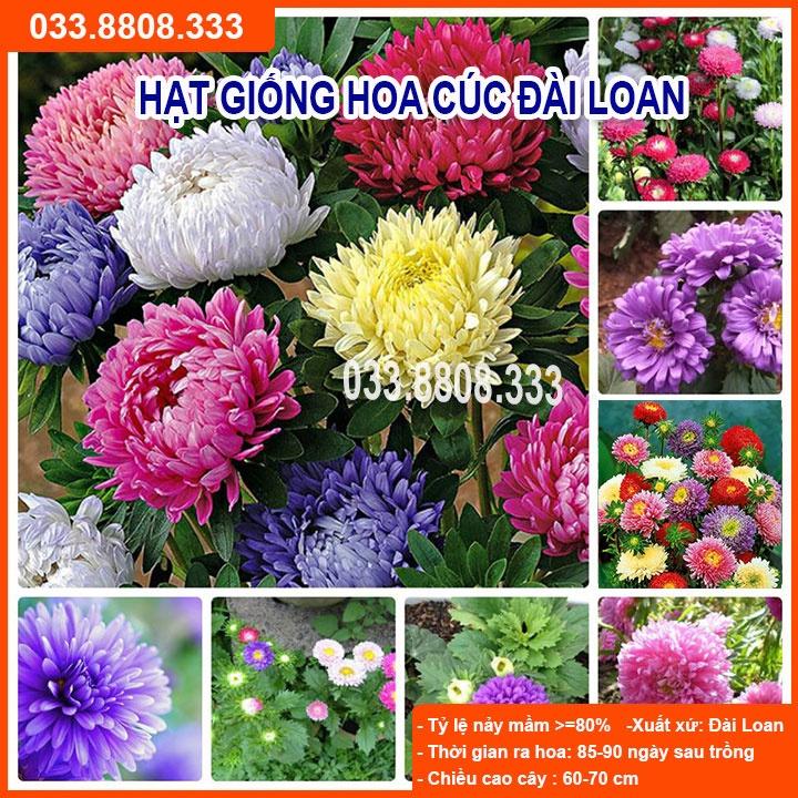 Hạt Giống Hoa Cúc Đài Loan -Tỷ lệ Nảy Mầm Cao