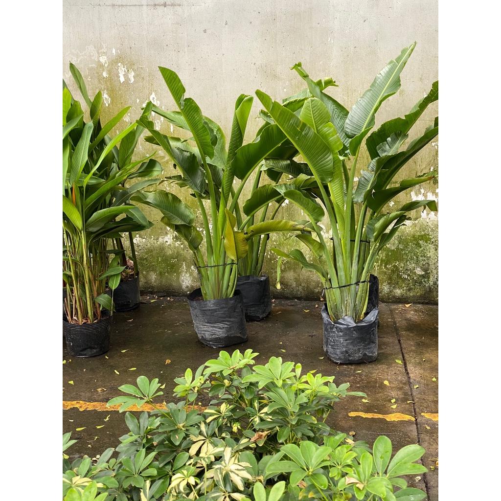 Cây Chuối Rẻ Quạt Cao Trên 1M