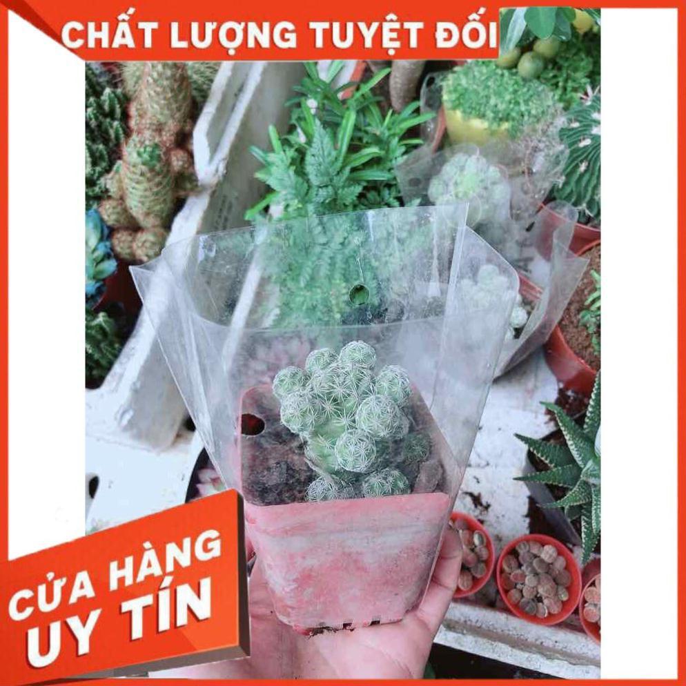 Xương Rồng Trứng Chim Nhiều Người Mua