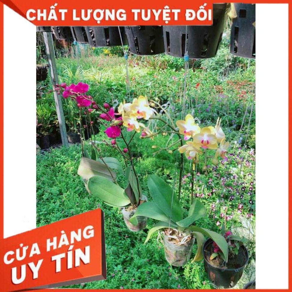 LAN HỒ ĐIỆP Nhiều Người Mua