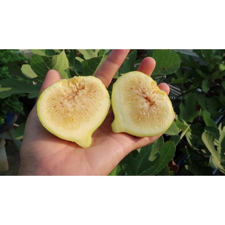 Cây GIỐNG Sung Mỹ Jinaofen