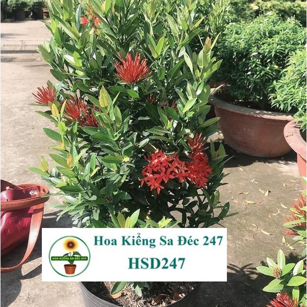 Cây mẫu đơn đỏ tặng phân bón - trang trí nội thất cảnh quan sân vườn ngoài trời