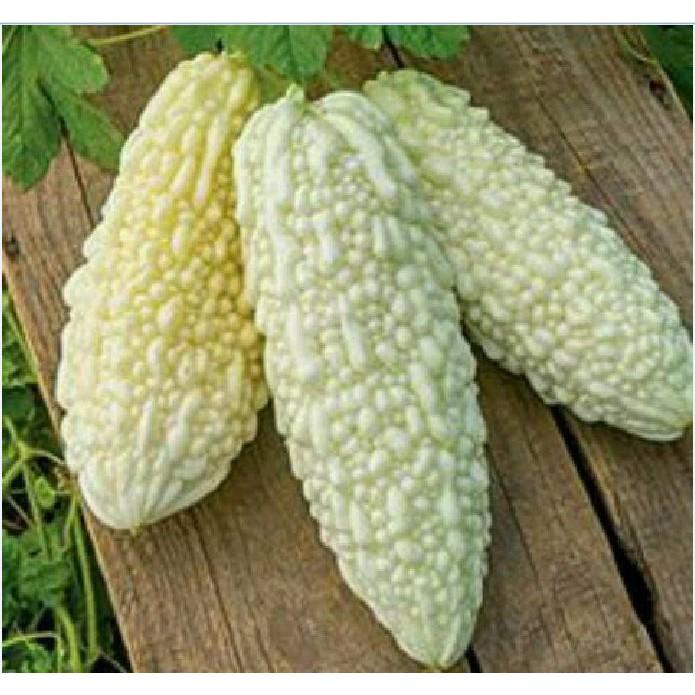 Combo 4 gói hạt giống khổ các loại