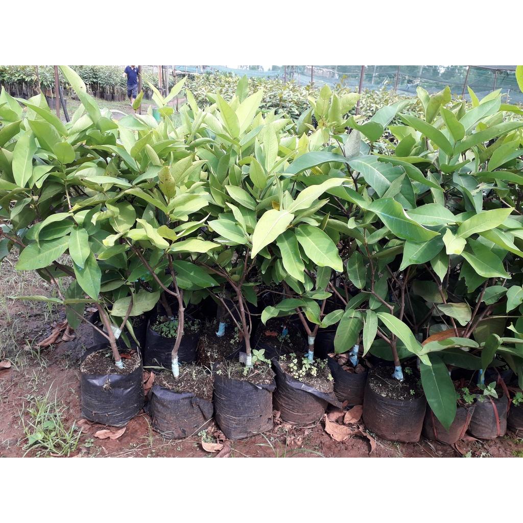 CÂY GIỐNG MẬN AN PHƯỚC BẦU TO KHỔNG LỒ .