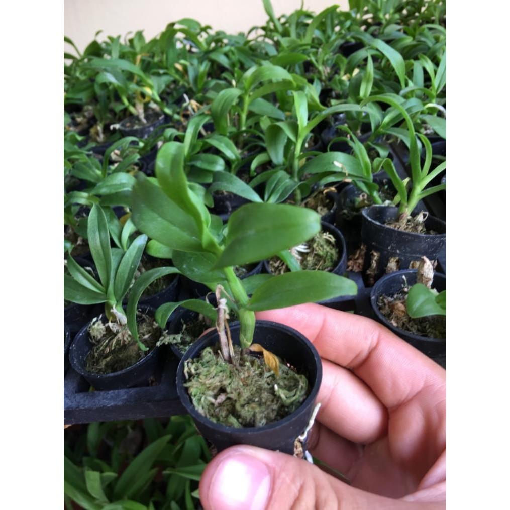 Trầm trắng cây giống
