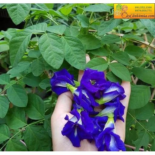 Hạt Giống Hoa Đậu Biếc Hoa Cánh Kép - 20 hạt/gói