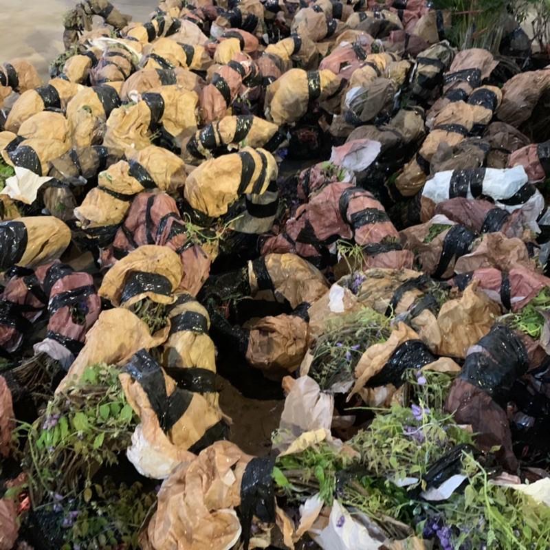 Cây hoa tử đằng dây leo dài 1,5m, mang sắc tím mộng mơ và hương thơm mát dễ chịu, cây hoa leo giàn tạo bóng mát