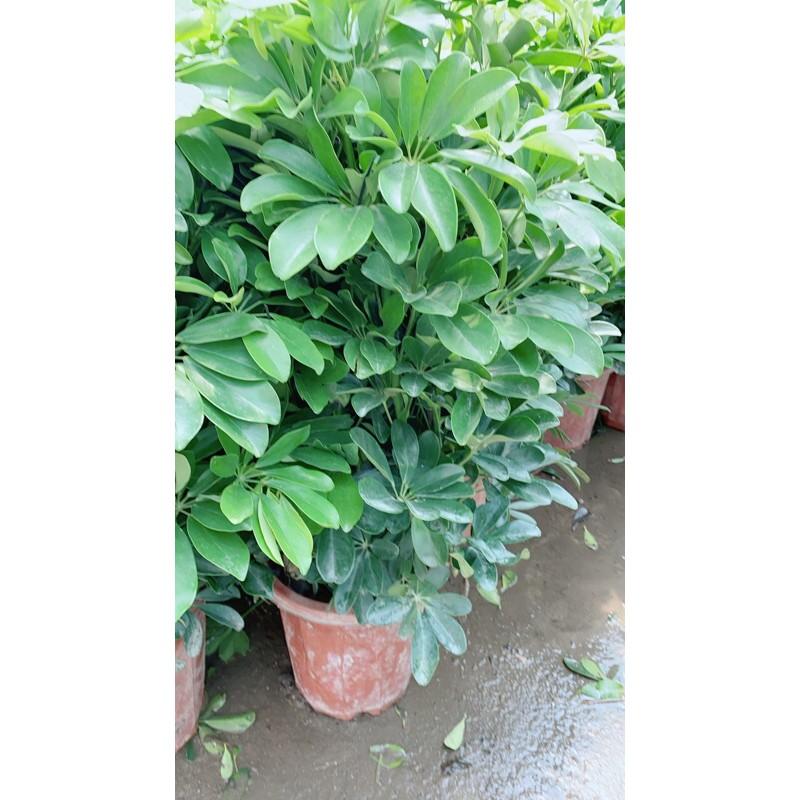 Ngũ Gia Bì Size Đại