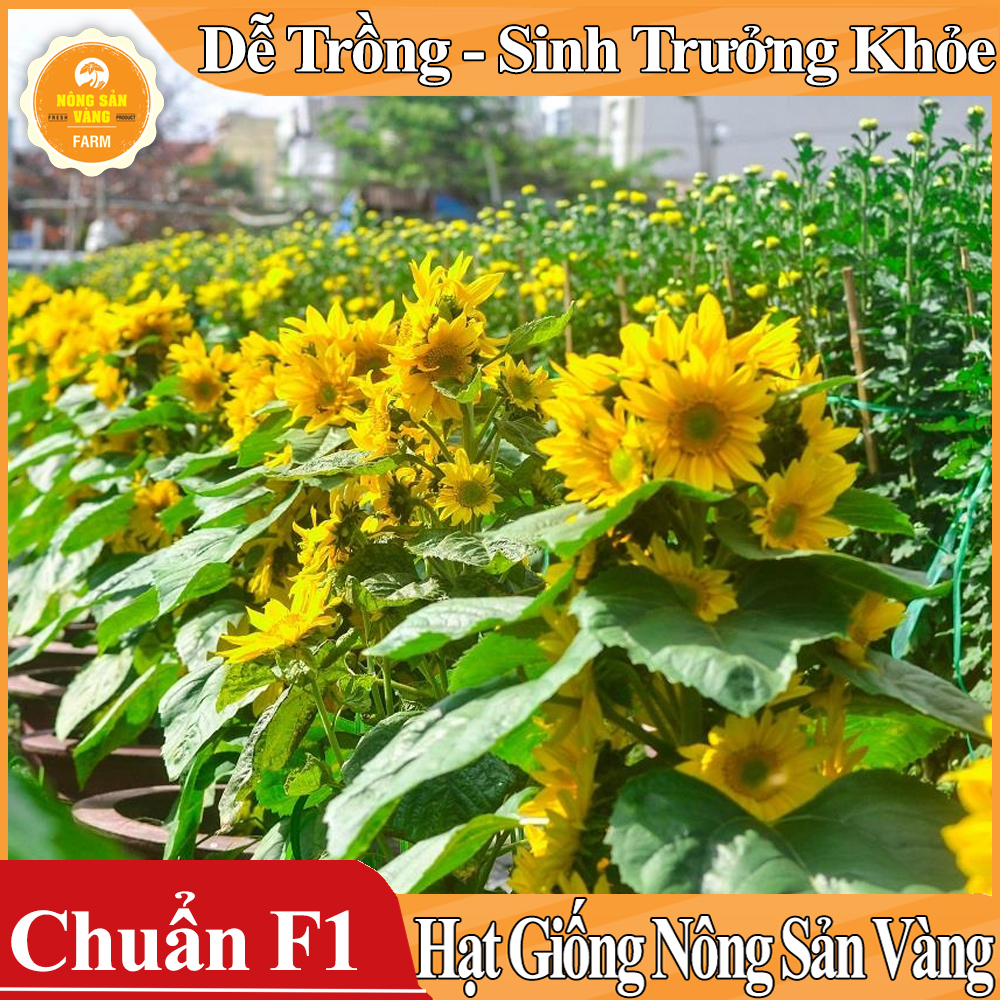 Hạt giống Hoa Hướng Dương Cắt Cành ( Gói 20 Hạt ) - Nông Sản Vàng