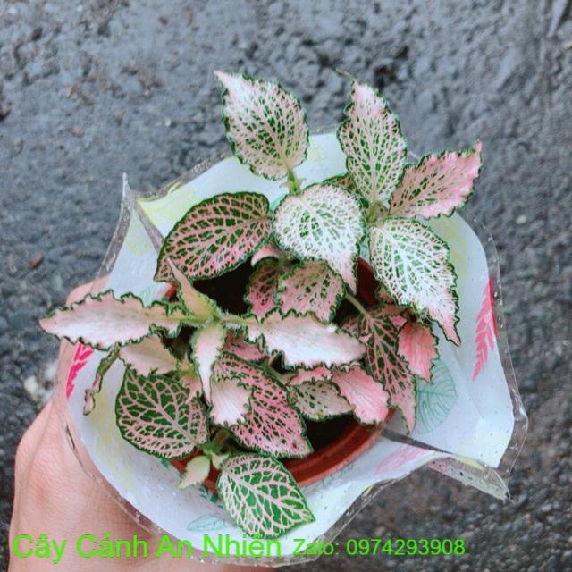 Cẩm Nhung Hồng Xoăn