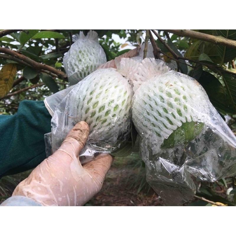 100g xốp bọc ổi