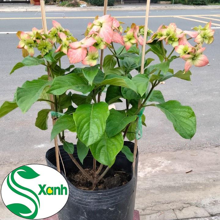 Cây Hoa Bướm Màu Hồng