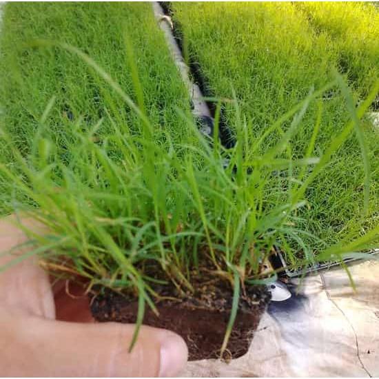 Gói 10g Hạt giống cỏ trồng thảm bermuda - cỏ gà, cỏ chỉ