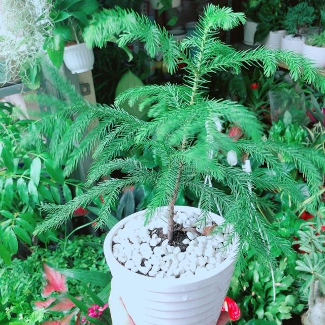 Chậu Cây Tùng Bồng Lai