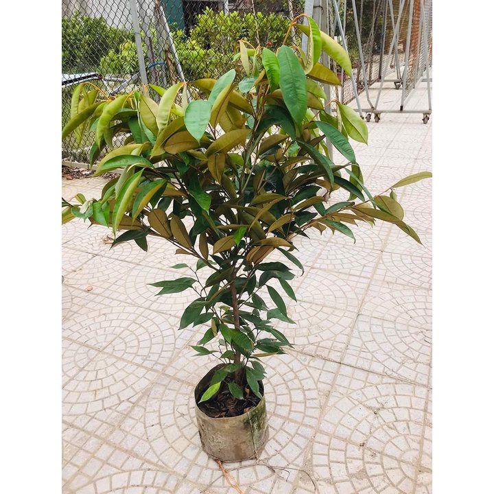CÂY GIỐNG VÚ SỮA TÍM LÙN TỨ QUÝ