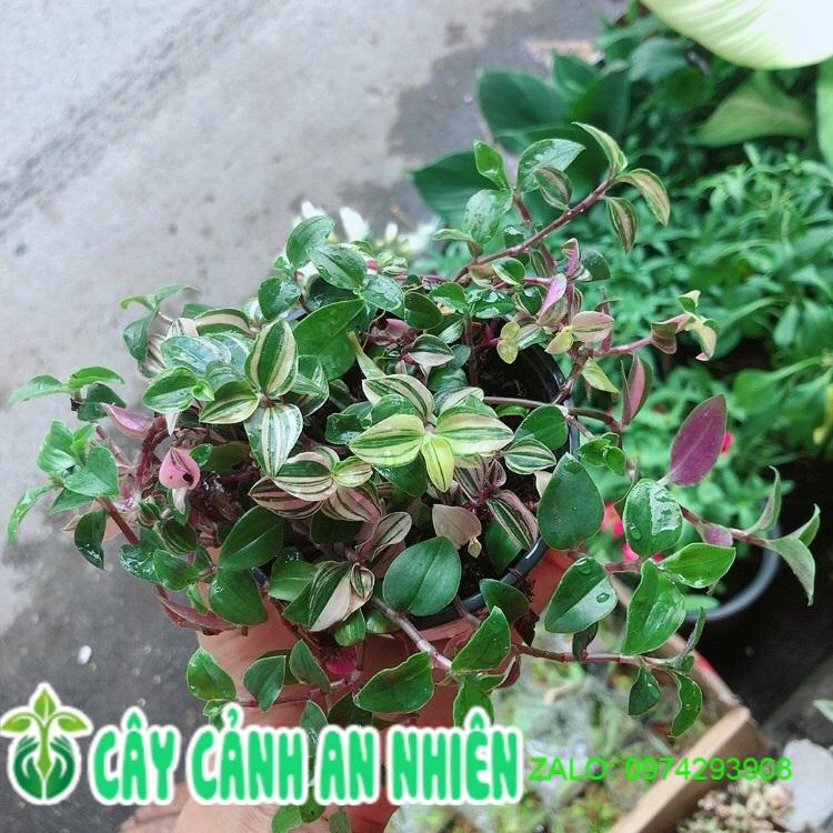 Cây Thằn Lằn Thái