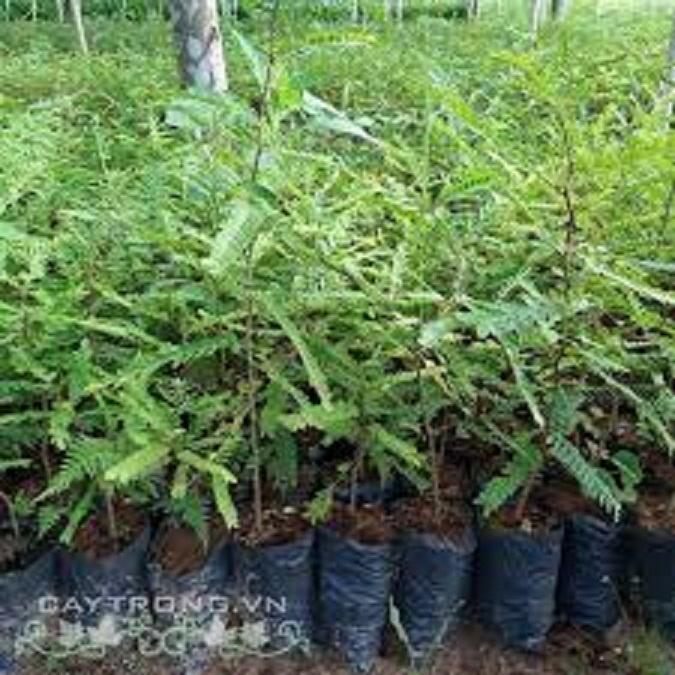 CHẬU CÂY GIỐNG CÂY BỒ KẾT CÂY SIÊU ĐẸP