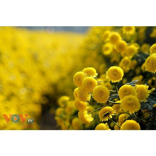 Hạt Giống Trà Hoa Cúc Phú Nông KNS3463 - 1 gói 3gr