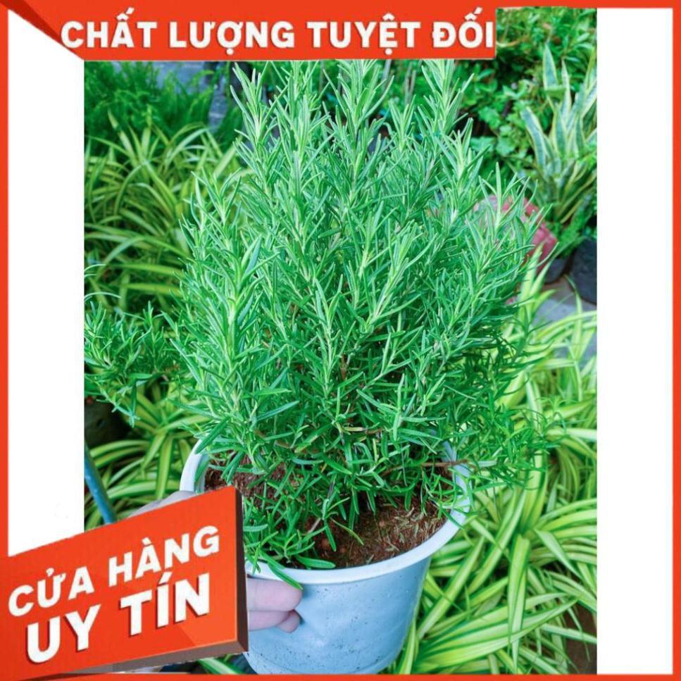 Cây Hương Thảo Lớn