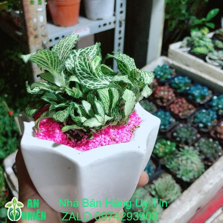 Chậu Cây Lá May Mắn