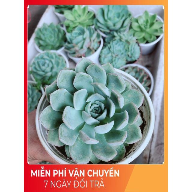 Sen Đá Size Trung Đồng Giá 45k