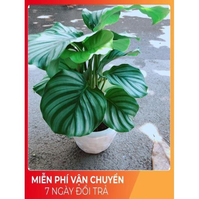 Chậu Đuôi Công Táo Xanh