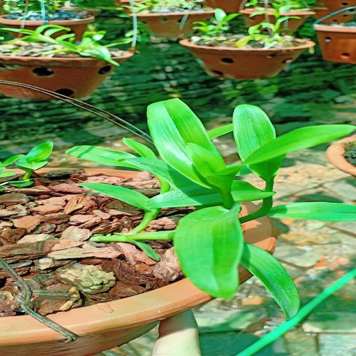 Hoa phong lan phi điệp - 6 mắt thái  bình( cây cao 15cm )+ 700g phân thỏ hữu cơ