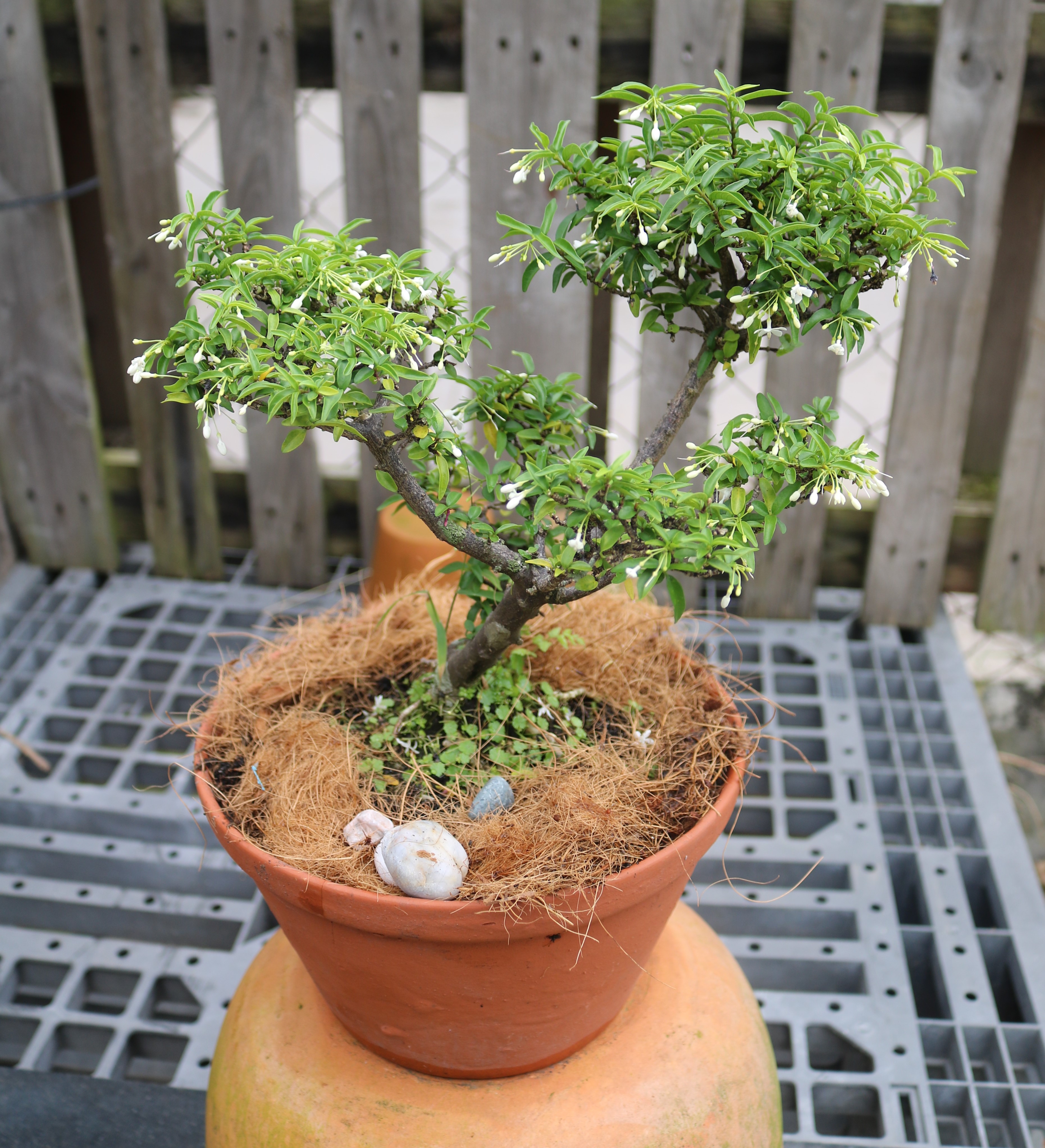 Chậu cây Mai Chiếu Thủy dáng Bonsai