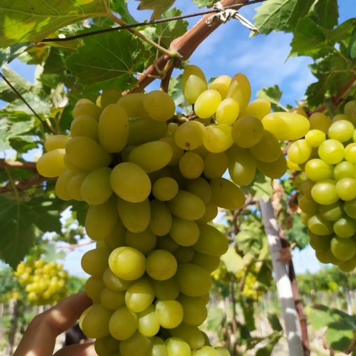 Cây Nho Giống Xanh Trái Dài.