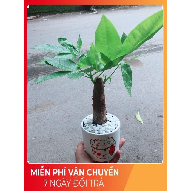 Chậu Kim Ngân 1 Thân