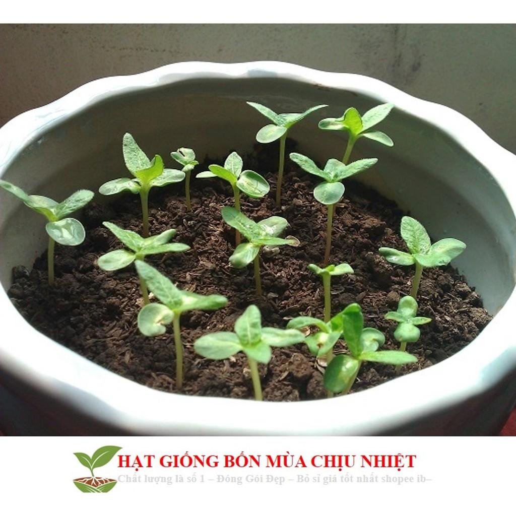 Hg16 Gói 10 Hạt giống hoa cẩm tú cầu CHỊU NHIỆT ĐẾN MÙA TRỒNG TẾT