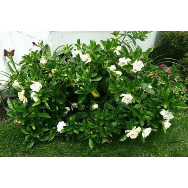 Cây giống Hoa Dành Dành tặng 2 cây chè xanh
