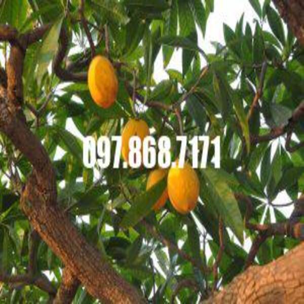 Cây Trứng Gà