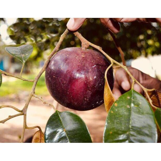 CÂY GIỐNG VÚ SỮA TÍM HÀNG GÉP , CAM KẾT GIỐNG CHUẨN F1