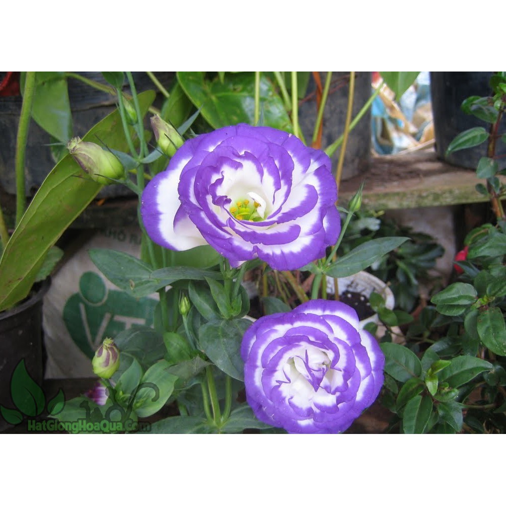 Hạt Giống Hoa Cát Tường Tím - Hoa đẹp dễ trồng chậu