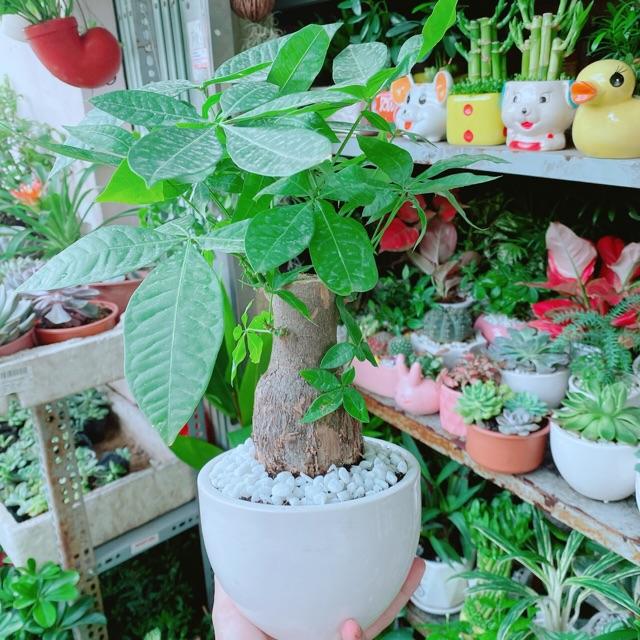 Chậu Kim Ngân Chân Voi