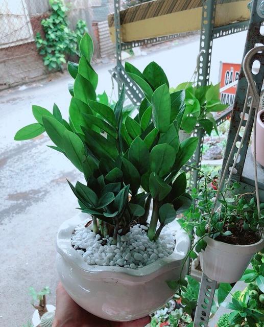 Chậu Kim Phát Tài