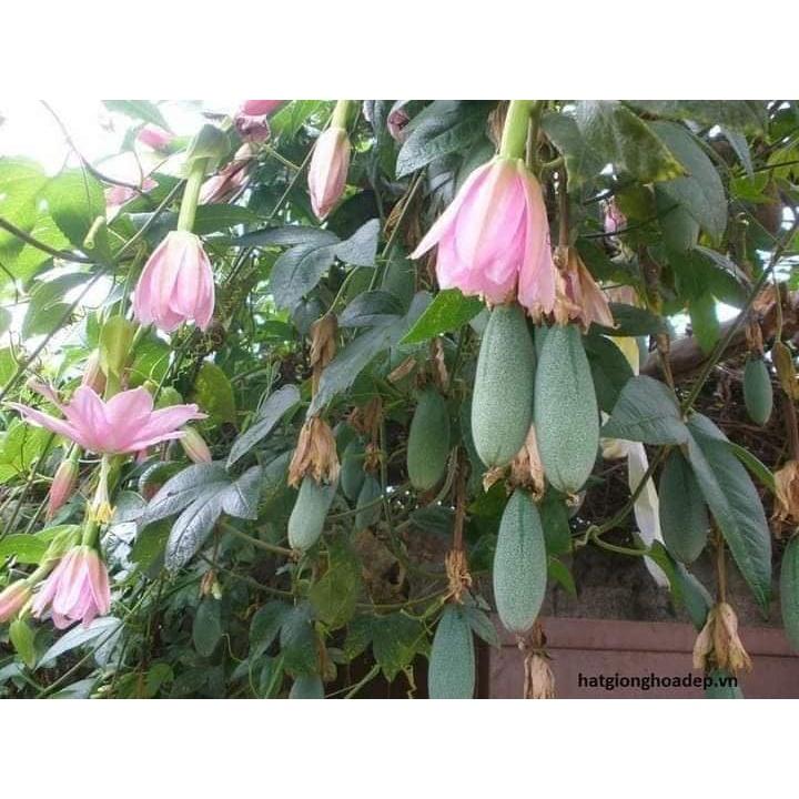 CÂY GIỐNG CHANH LEO CHUỐI NAM MỸ.