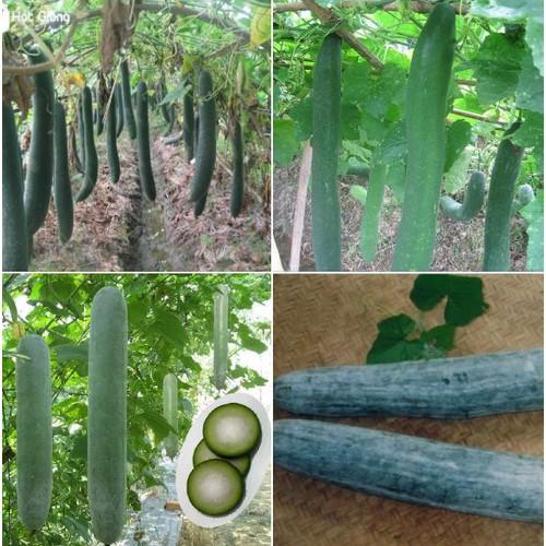 Hạt giống bí sặt - Bí xanh dài - 1 gói 30 hạt - BSAT