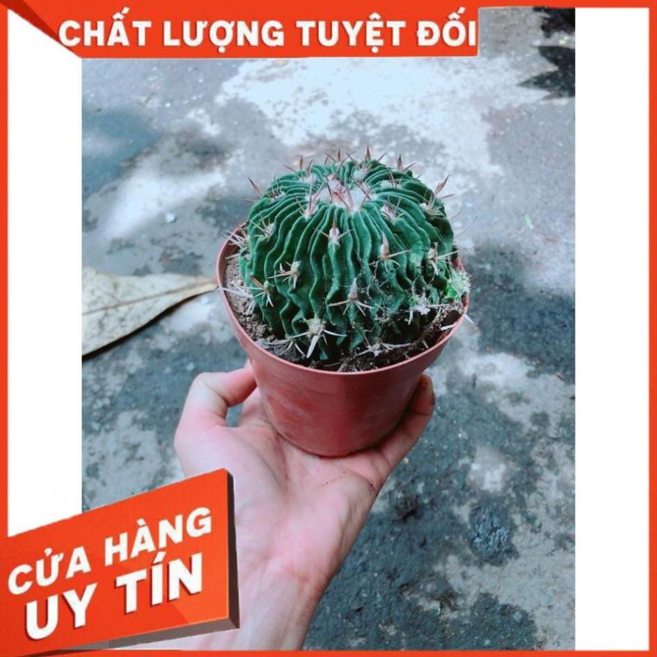 Xương Rồng Trúc Ngọc Nhiều Người Mua