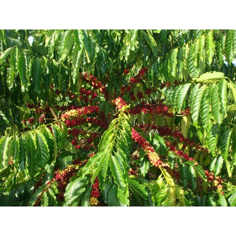 Cây giống cà phê arabica dòng thấp tây bắc siêu trái, hạt thơm ngon