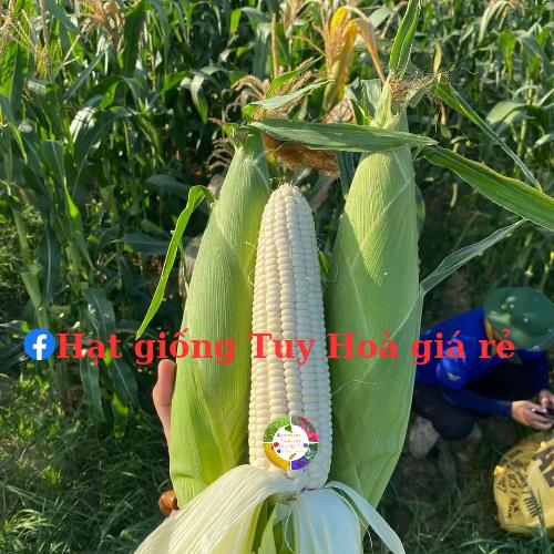 Hạt giống bắp nếp white sweet 66 năng suất cao gói 1kg