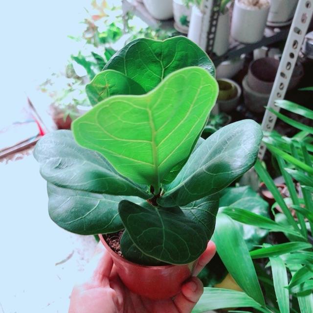 Cây Bàng Singapore Cao 20cm